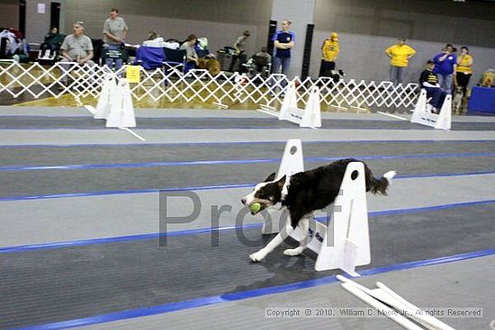 MCRD Unplugged Flyball Tournement<br />March 21st, 2010