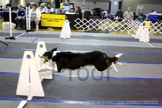 MCRD Unplugged Flyball Tournement<br />March 21st, 2010