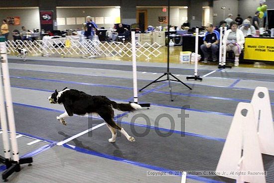 MCRD Unplugged Flyball Tournement<br />March 21st, 2010