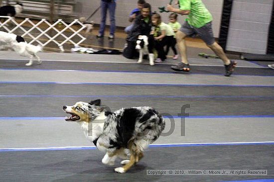 MCRD Unplugged Flyball Tournement<br />March 21st, 2010