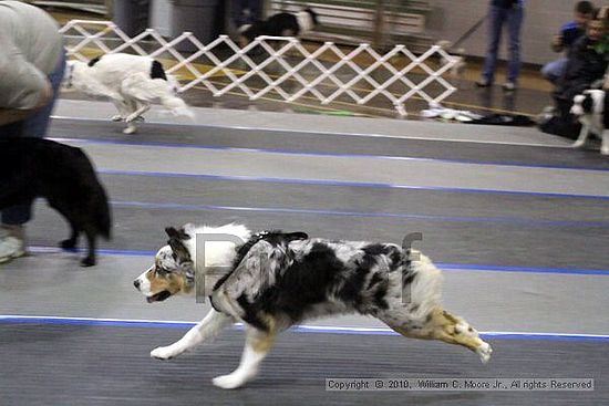 MCRD Unplugged Flyball Tournement<br />March 21st, 2010