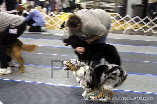 MCRD Unplugged Flyball Tournement<br />March 21st, 2010