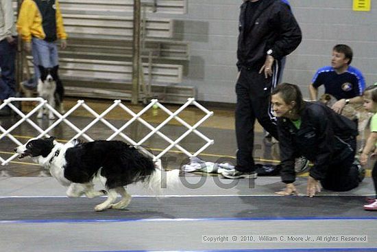 MCRD Unplugged Flyball Tournement<br />March 21st, 2010