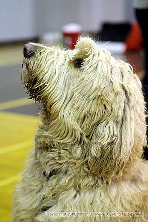 MCRD Unplugged Flyball Tournement<br />March 21st, 2010