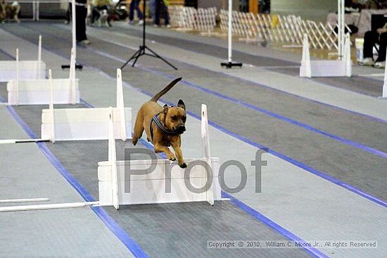 MCRD Unplugged Flyball Tournement<br />March 21st, 2010