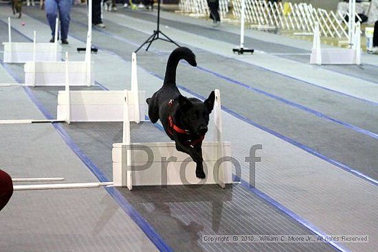 MCRD Unplugged Flyball Tournement<br />March 21st, 2010