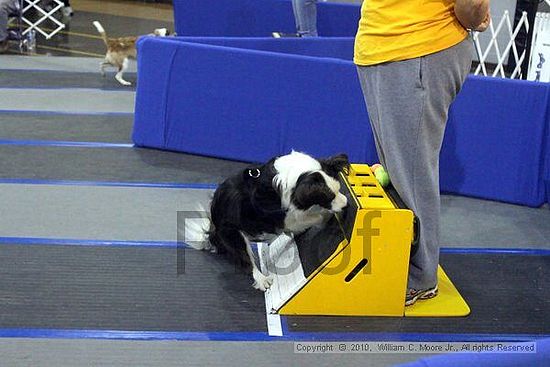 MCRD Unplugged Flyball Tournement<br />March 21st, 2010