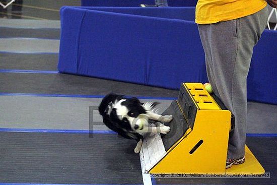 MCRD Unplugged Flyball Tournement<br />March 21st, 2010