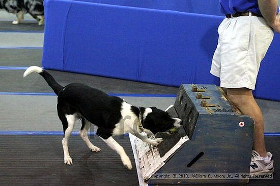 MCRD Unplugged Flyball Tournement<br />March 21st, 2010