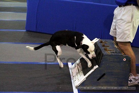 MCRD Unplugged Flyball Tournement<br />March 21st, 2010