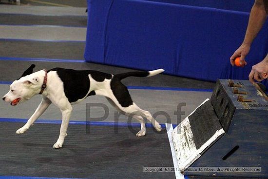 MCRD Unplugged Flyball Tournement<br />March 21st, 2010