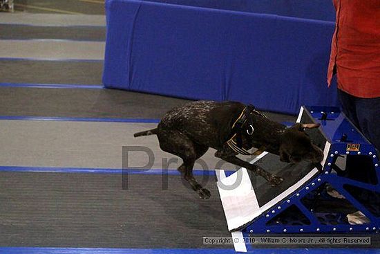 MCRD Unplugged Flyball Tournement<br />March 21st, 2010