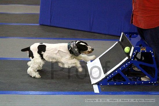 MCRD Unplugged Flyball Tournement<br />March 21st, 2010