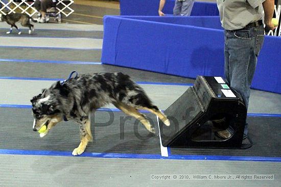 MCRD Unplugged Flyball Tournement<br />March 21st, 2010