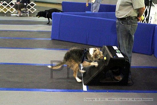 MCRD Unplugged Flyball Tournement<br />March 21st, 2010