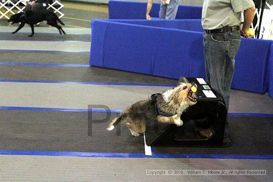 MCRD Unplugged Flyball Tournement<br />March 21st, 2010