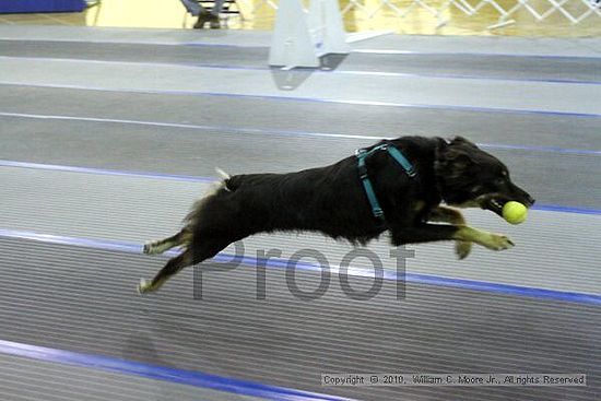 MCRD Unplugged Flyball Tournement<br />March 21st, 2010