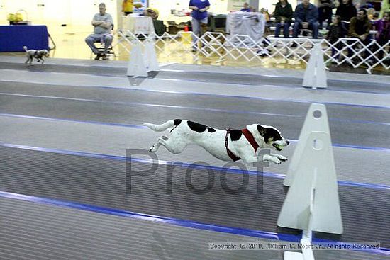 MCRD Unplugged Flyball Tournement<br />March 21st, 2010