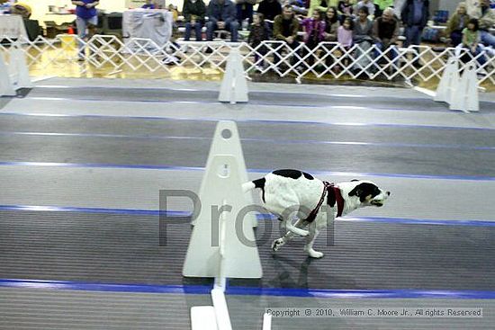 MCRD Unplugged Flyball Tournement<br />March 21st, 2010