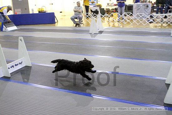 MCRD Unplugged Flyball Tournement<br />March 21st, 2010