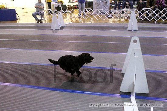 MCRD Unplugged Flyball Tournement<br />March 21st, 2010