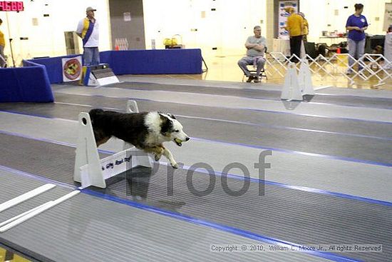 MCRD Unplugged Flyball Tournement<br />March 21st, 2010