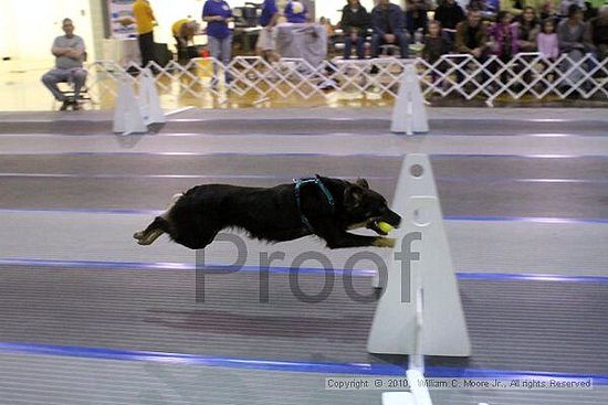 MCRD Unplugged Flyball Tournement<br />March 21st, 2010