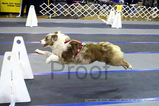 MCRD Unplugged Flyball Tournement<br />March 21st, 2010