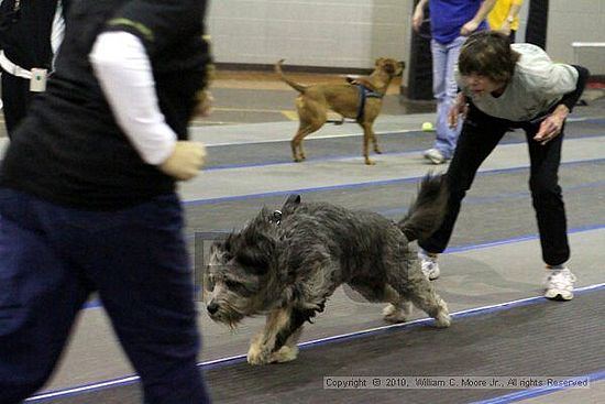 MCRD Unplugged Flyball Tournement<br />March 21st, 2010