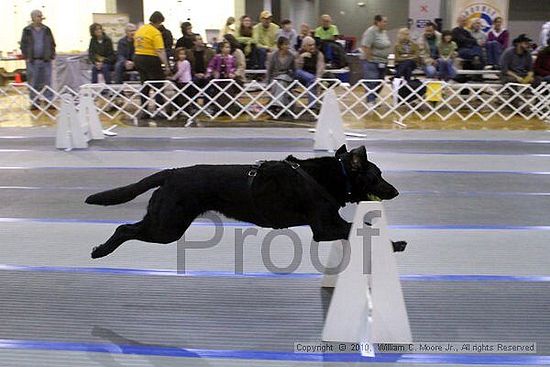 MCRD Unplugged Flyball Tournement<br />March 21st, 2010