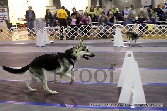 MCRD Unplugged Flyball Tournement<br />March 21st, 2010