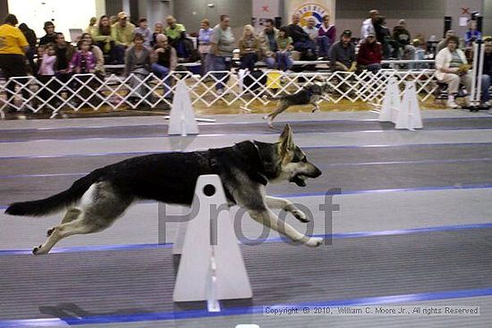 MCRD Unplugged Flyball Tournement<br />March 21st, 2010