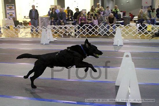 MCRD Unplugged Flyball Tournement<br />March 21st, 2010