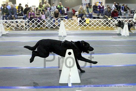 MCRD Unplugged Flyball Tournement<br />March 21st, 2010