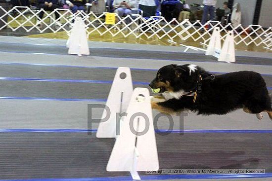 MCRD Unplugged Flyball Tournement<br />March 21st, 2010