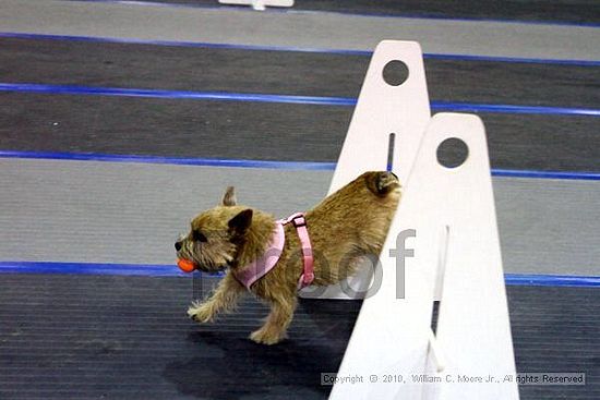 MCRD Unplugged Flyball Tournement<br />March 21st, 2010