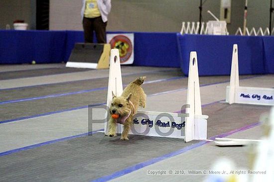 MCRD Unplugged Flyball Tournement<br />March 21st, 2010