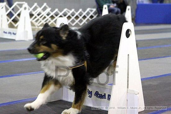 MCRD Unplugged Flyball Tournement<br />March 21st, 2010