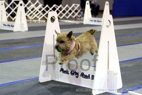 MCRD Unplugged Flyball Tournement<br />March 21st, 2010