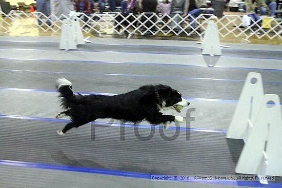 MCRD Unplugged Flyball Tournement<br />March 21st, 2010