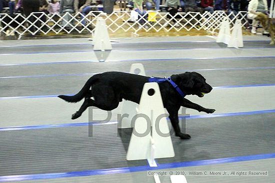 MCRD Unplugged Flyball Tournement<br />March 21st, 2010