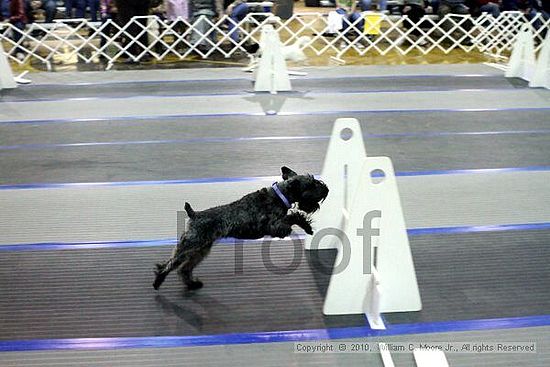 MCRD Unplugged Flyball Tournement<br />March 21st, 2010