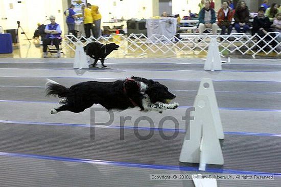 MCRD Unplugged Flyball Tournement<br />March 21st, 2010