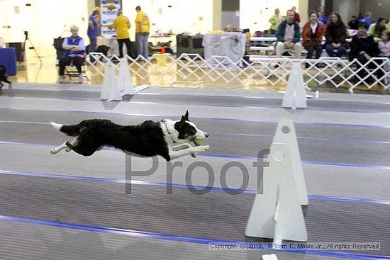 MCRD Unplugged Flyball Tournement<br />March 21st, 2010