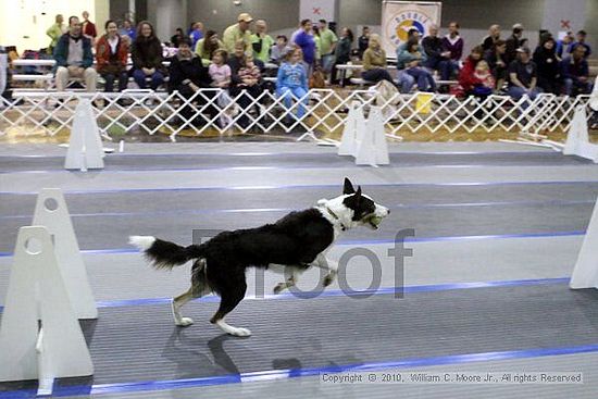 MCRD Unplugged Flyball Tournement<br />March 21st, 2010