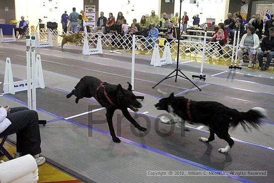 MCRD Unplugged Flyball Tournement<br />March 21st, 2010