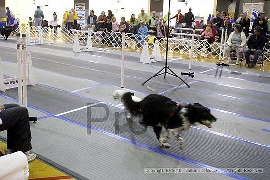 MCRD Unplugged Flyball Tournement<br />March 21st, 2010