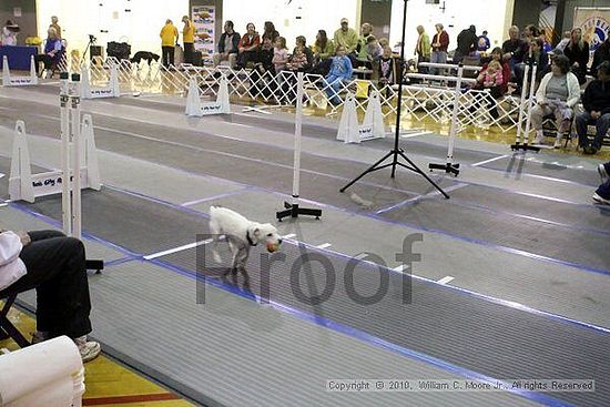 MCRD Unplugged Flyball Tournement<br />March 21st, 2010