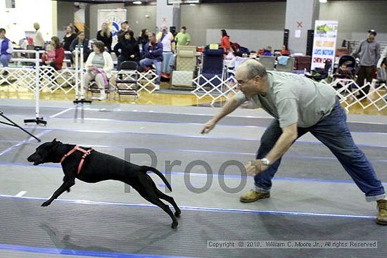 MCRD Unplugged Flyball Tournement<br />March 21st, 2010