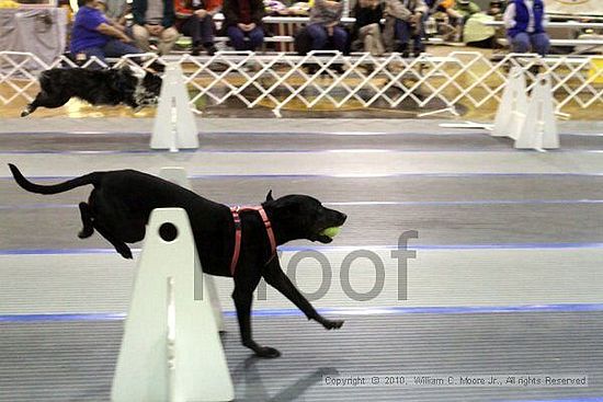 MCRD Unplugged Flyball Tournement<br />March 21st, 2010